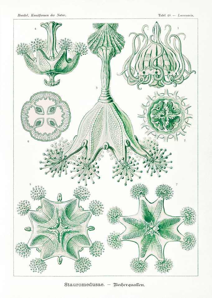 Stauromedusae
