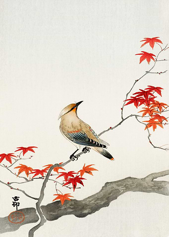 Bird on a Maple Tree