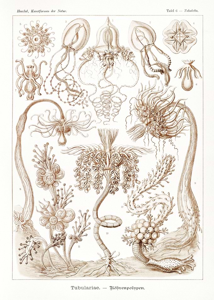Diatomea