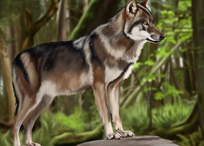 Wolf in forest artwork