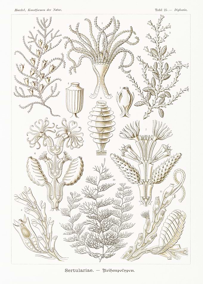 Sertulariae