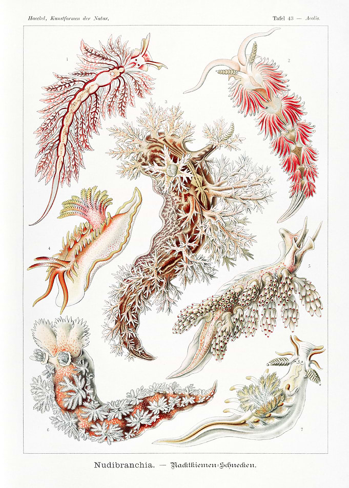 Nudibranchia