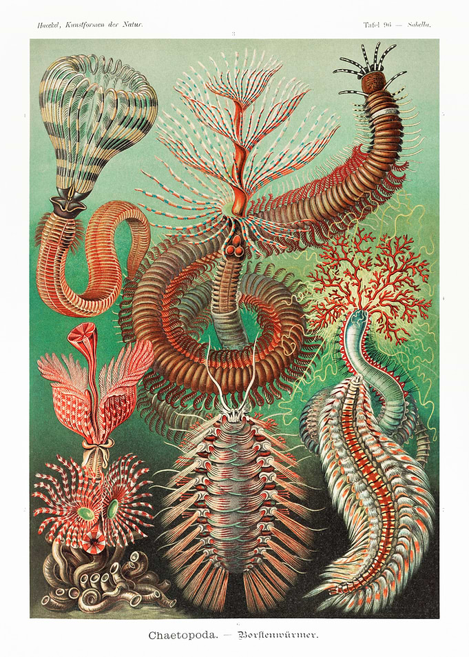 Chaetopoda
