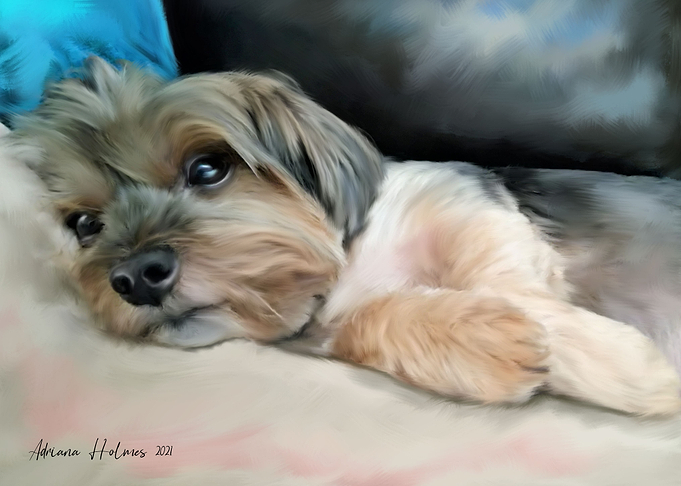 Cute Yorkie Sleeping Art