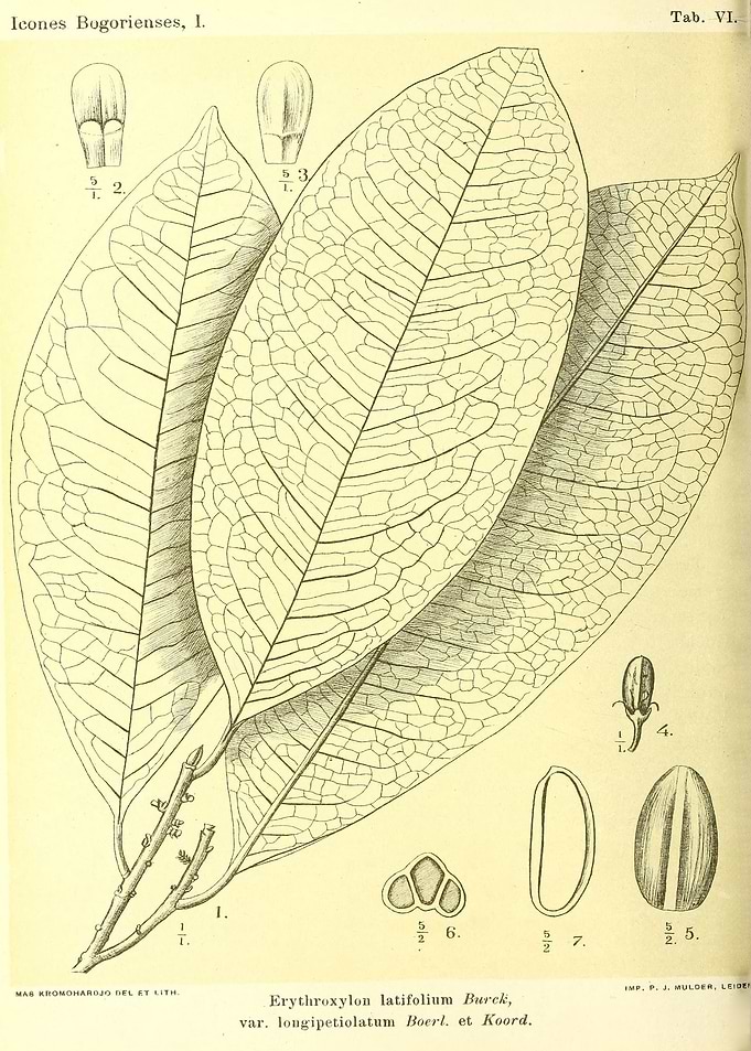 Erythroxylon latifolium