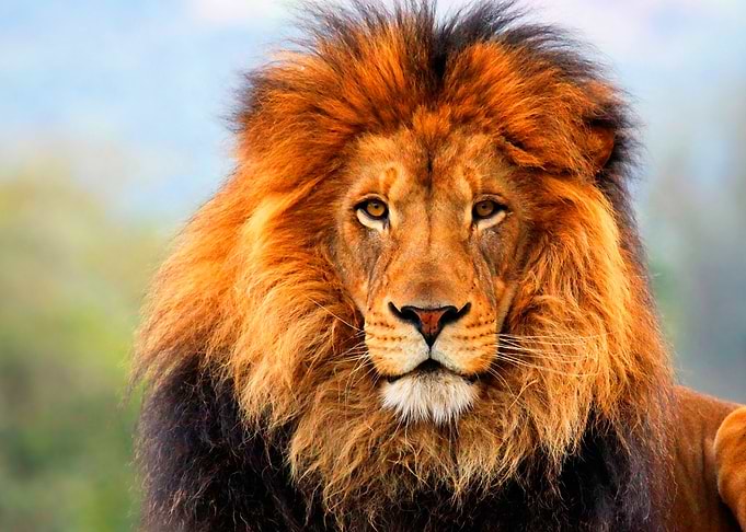 Majestic Lion