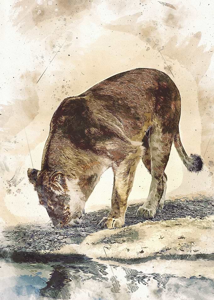 Lion