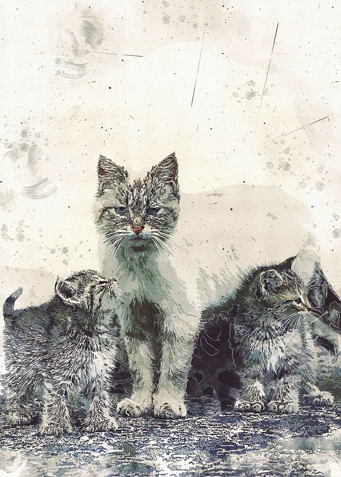 Cats
