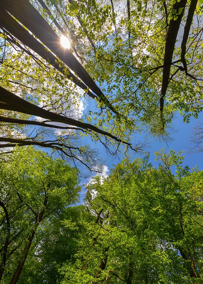 Spring forest, trees, sun