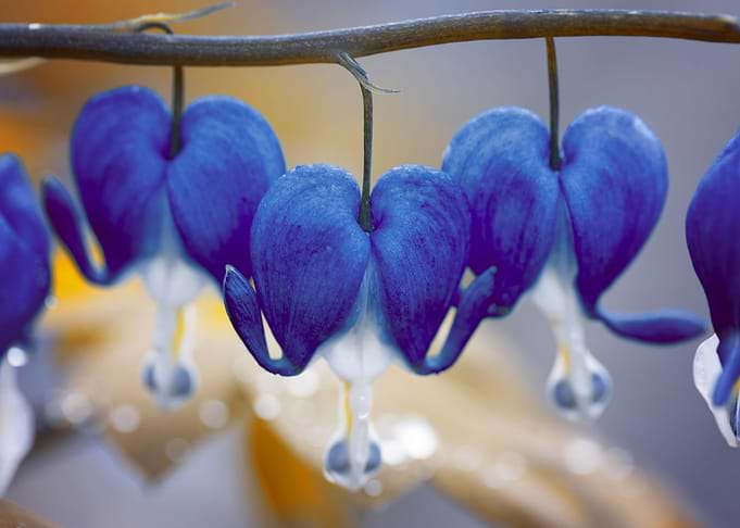 Valentines flowers, hearts