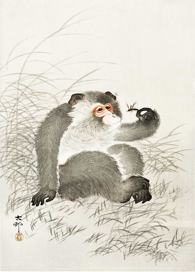 Sitting Monkey