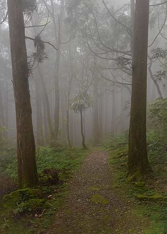 Foggy forest