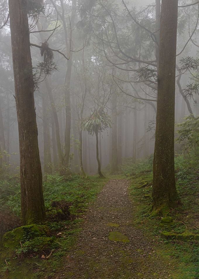 Foggy forest