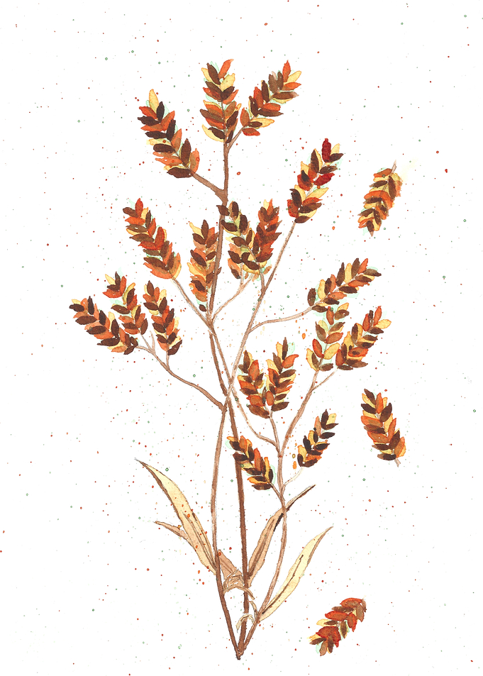Plant with summer and autu