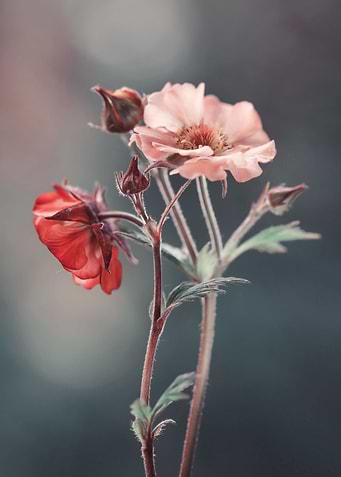 Floral composition