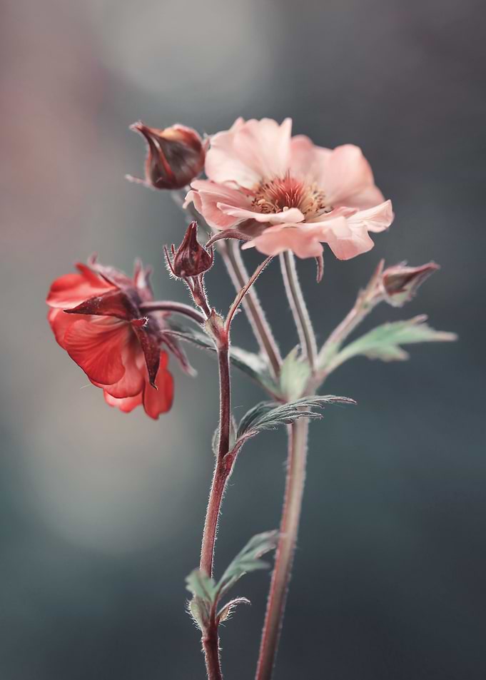 Floral composition