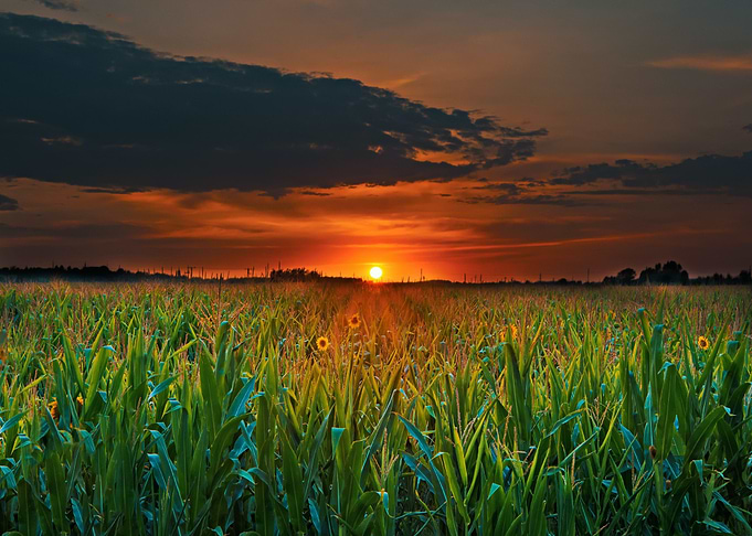 red sunset plant green