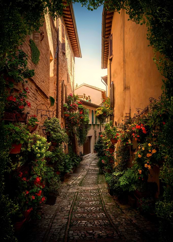 Italian Evergreen Street