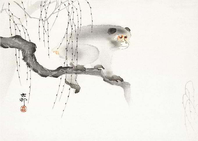 Monkey on a Branch