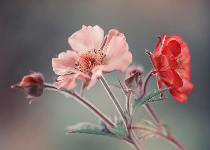 Floral composition
