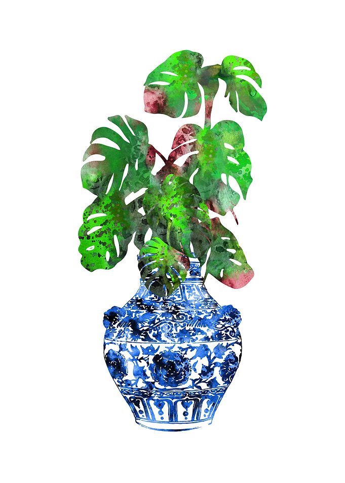Monstera deliciosa