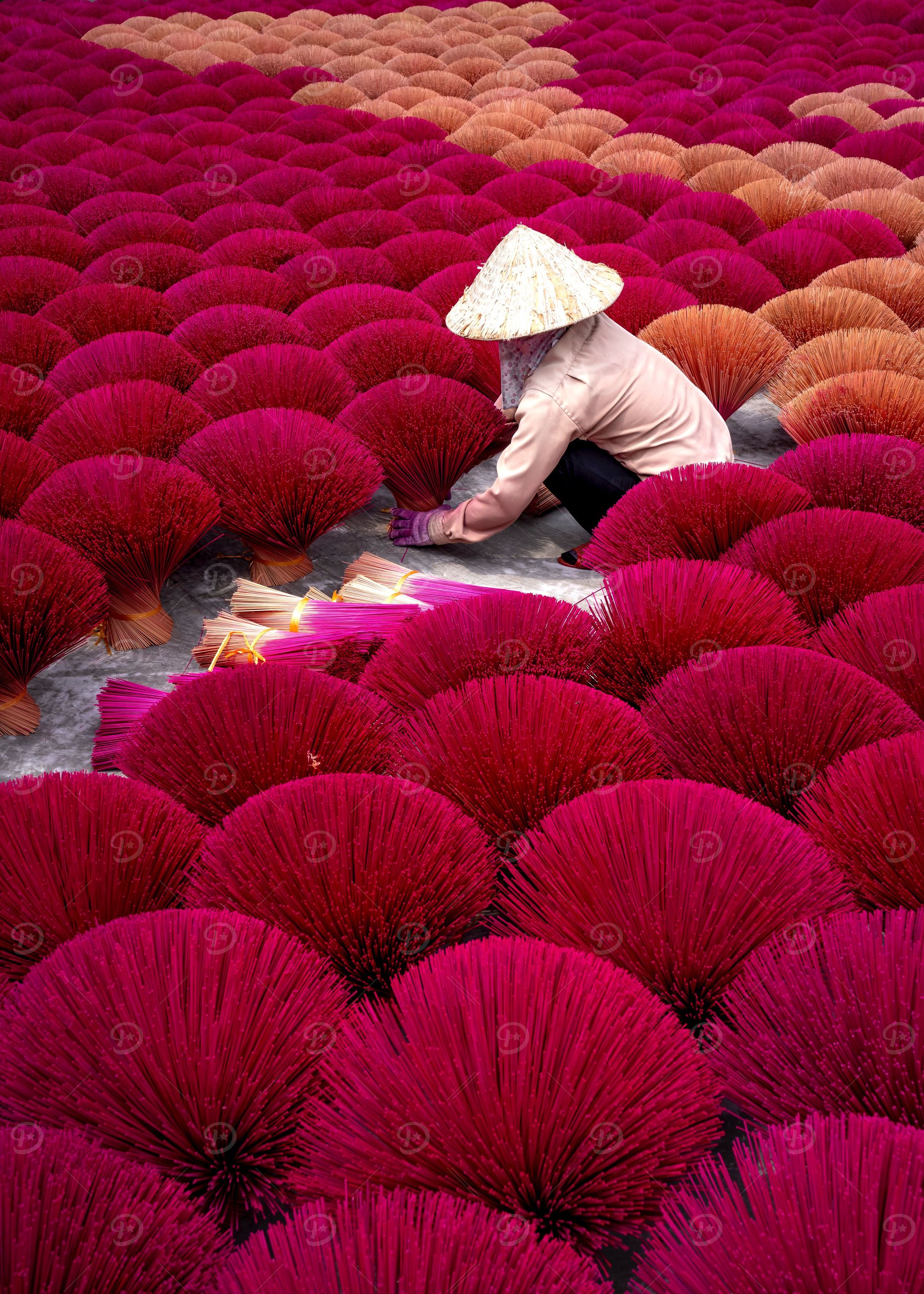 Pink Grass Of Asia 1