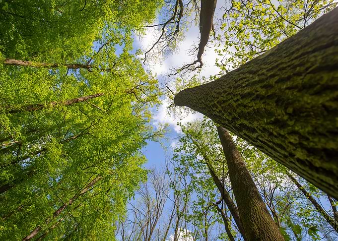 Spring forest, trees, sun