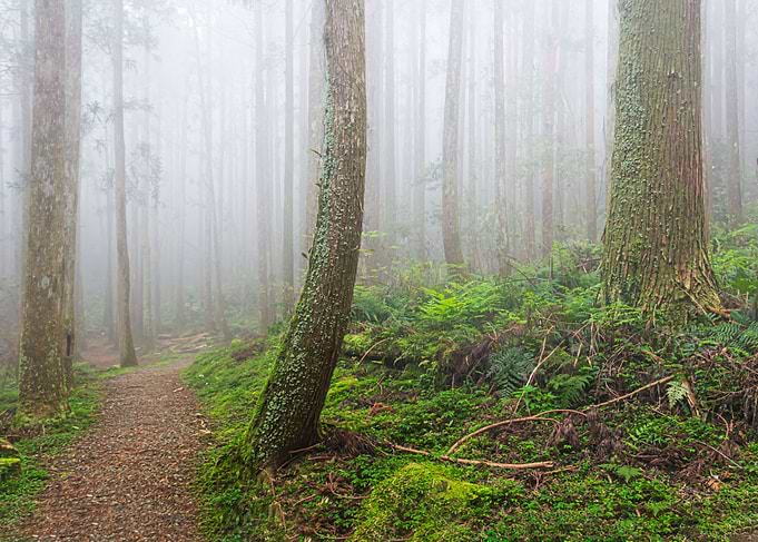 Foggy forest