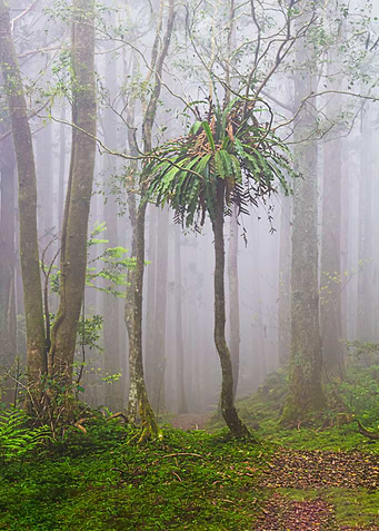 Foggy forest