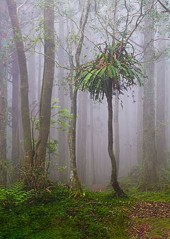 Foggy forest