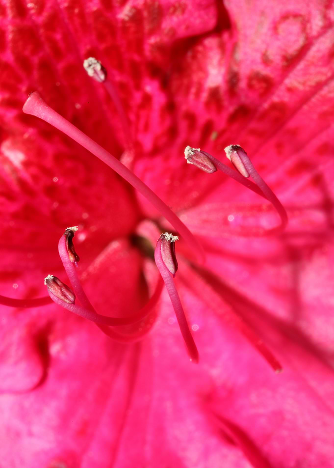 Red rhododendron stamens