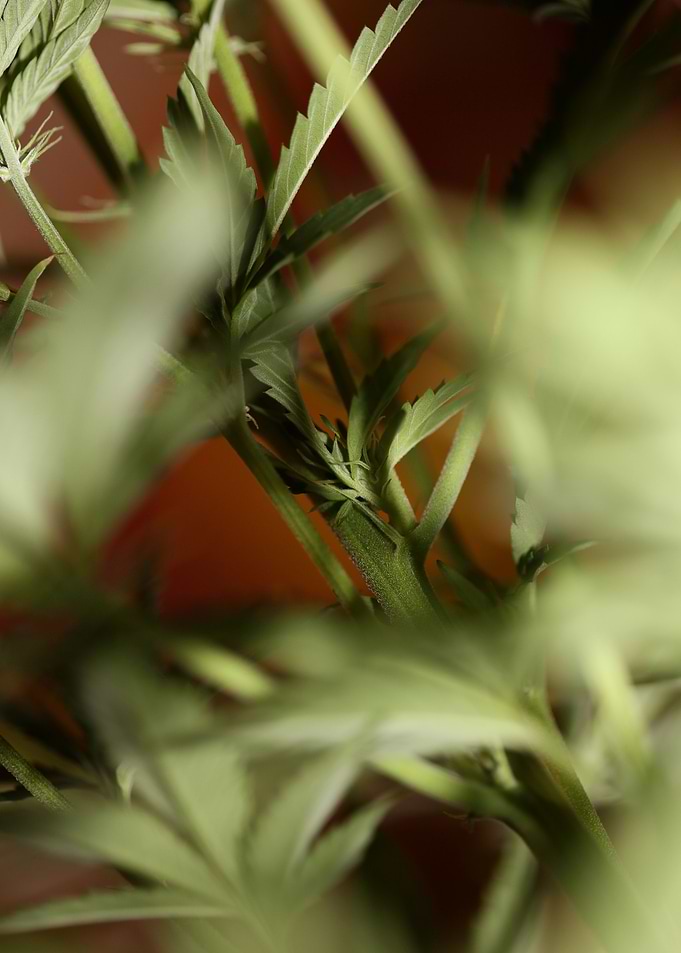 Cannabis plant flowering