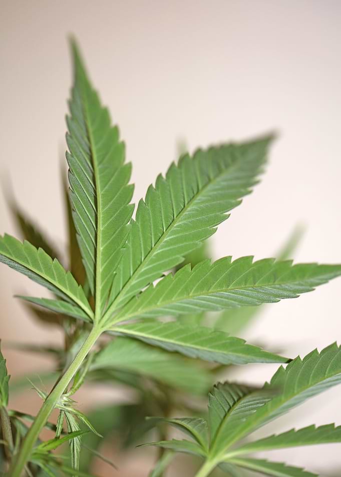 Cannabis plant flowering