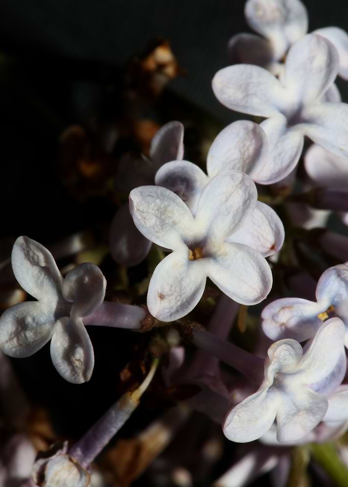 Syringa vulgaris blossom