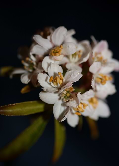 Choisya ternata flowering