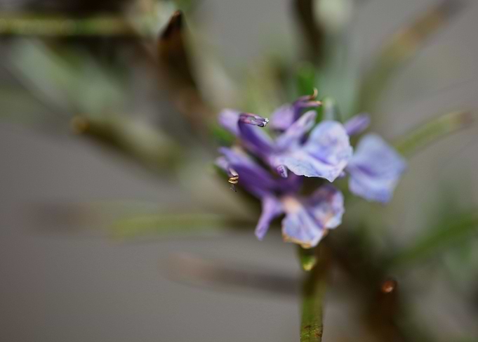 Rosmarinus flower close up