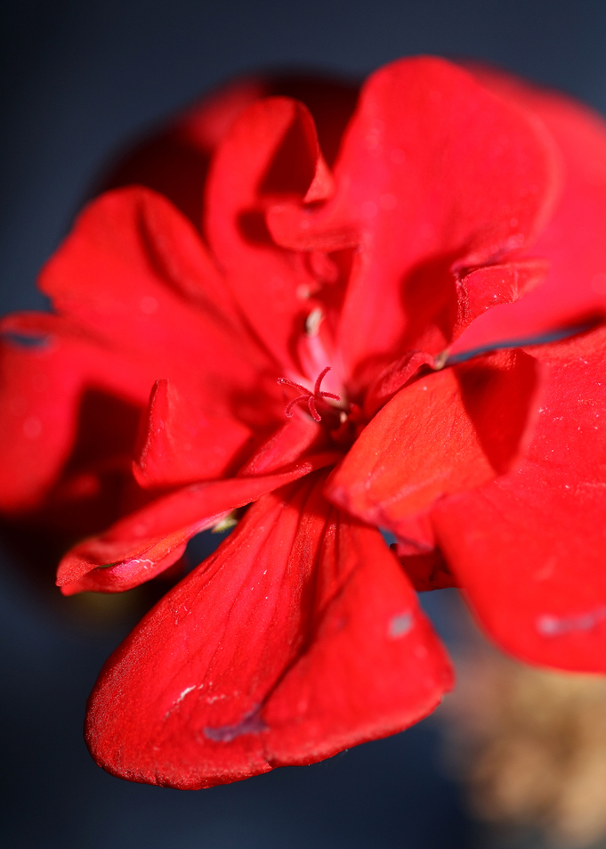 Pelargonium flower macro