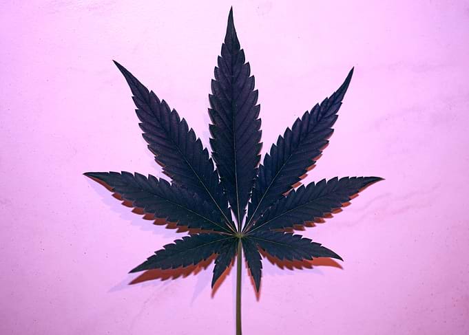 Marihuana leaf macro shoot