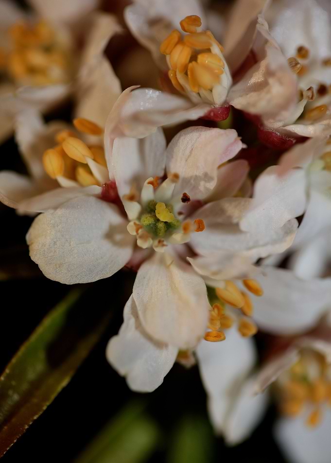 Choisya blossom rutaceae