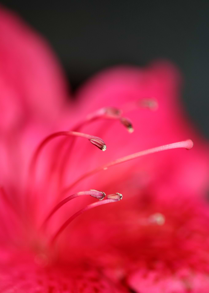 Red rhododendron stamens