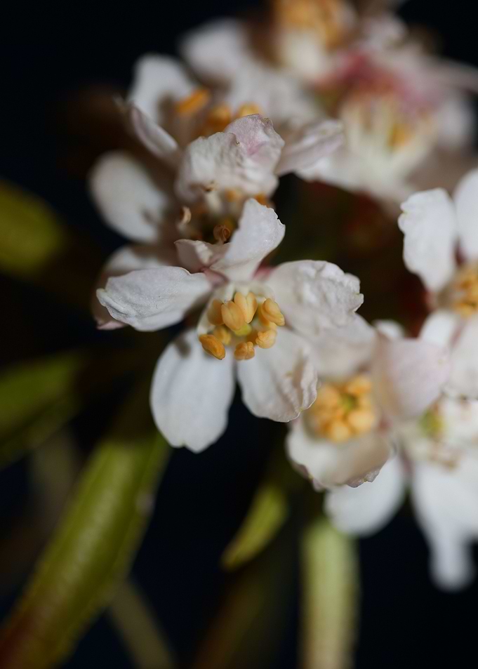Choisya flowering rutaceae