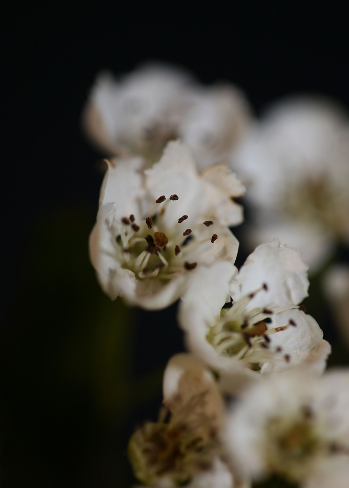 Crataegus flowers blossom