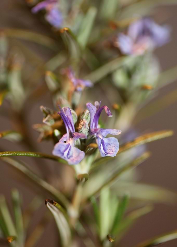 Rosmarinus flowering macro