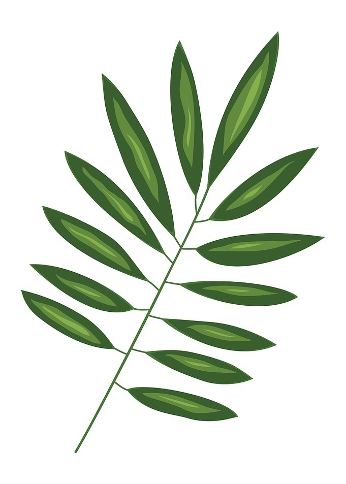 Leaf