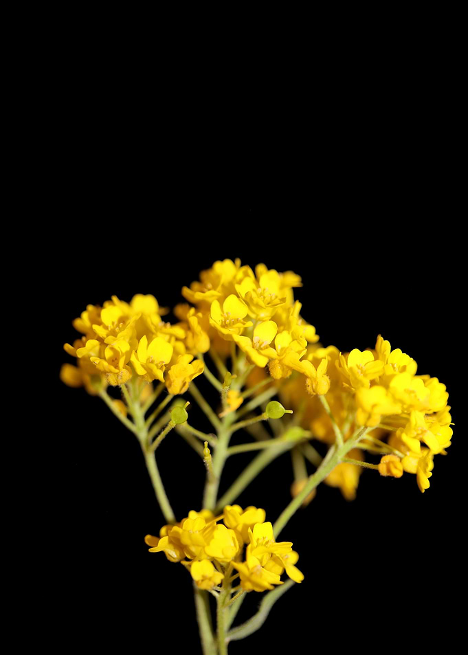 Aurinia saxatilis close up