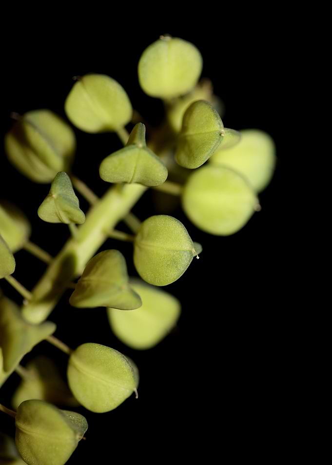 Muscari flower fruit macro