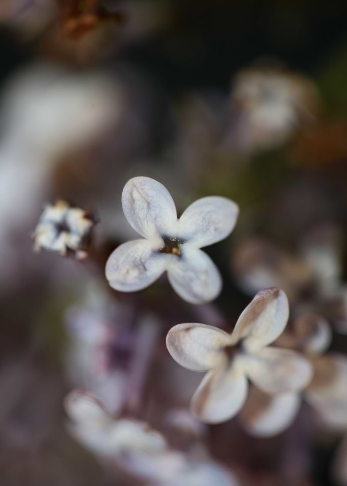 Syringa flower blossoming