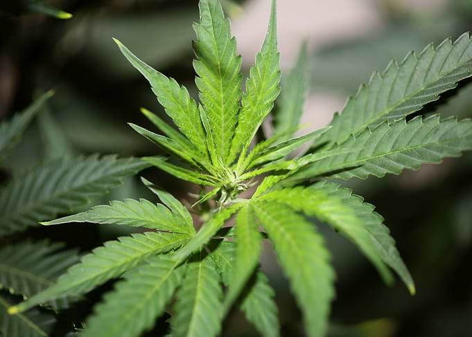 Cannabis plant flowering