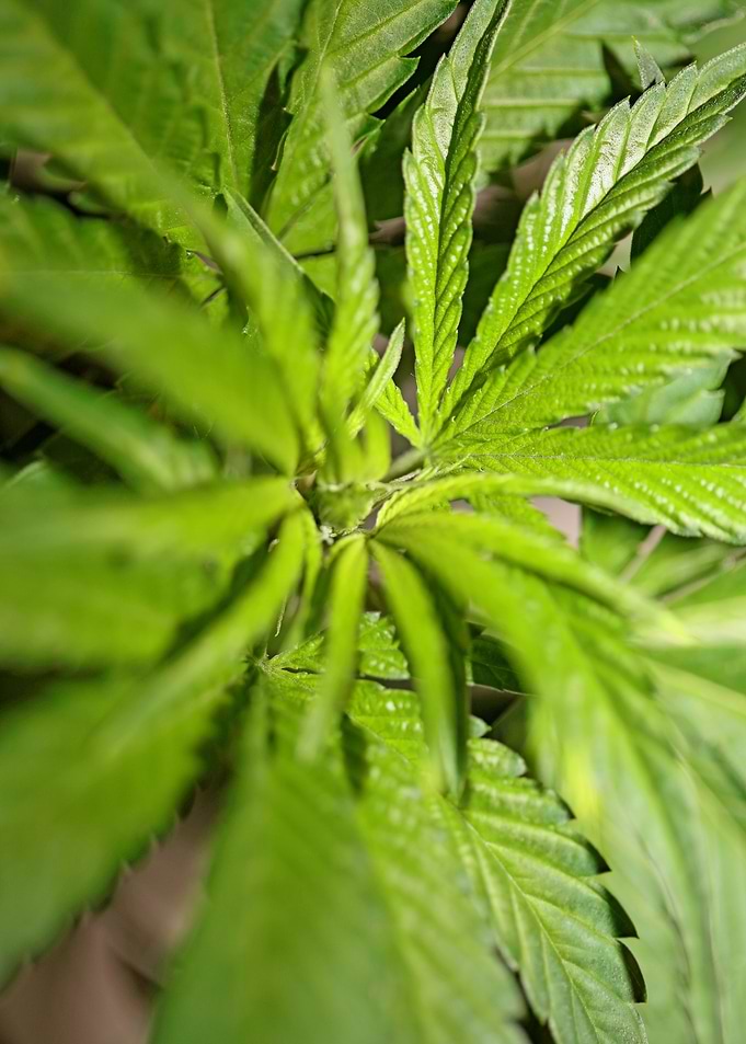 Cannabis plant close up