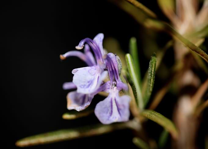 Rosemary flowering macro